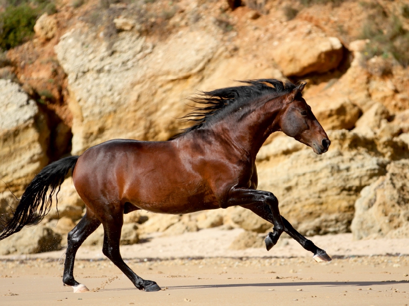 Ein Motiv aus dem Kalender Caballos Spanische Pferde 2017