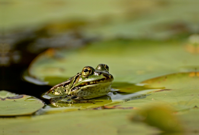 Teichfrosch (Pelophylax esculentus) mit Blattlaus auf der Nase zwischen Seerosenblättern