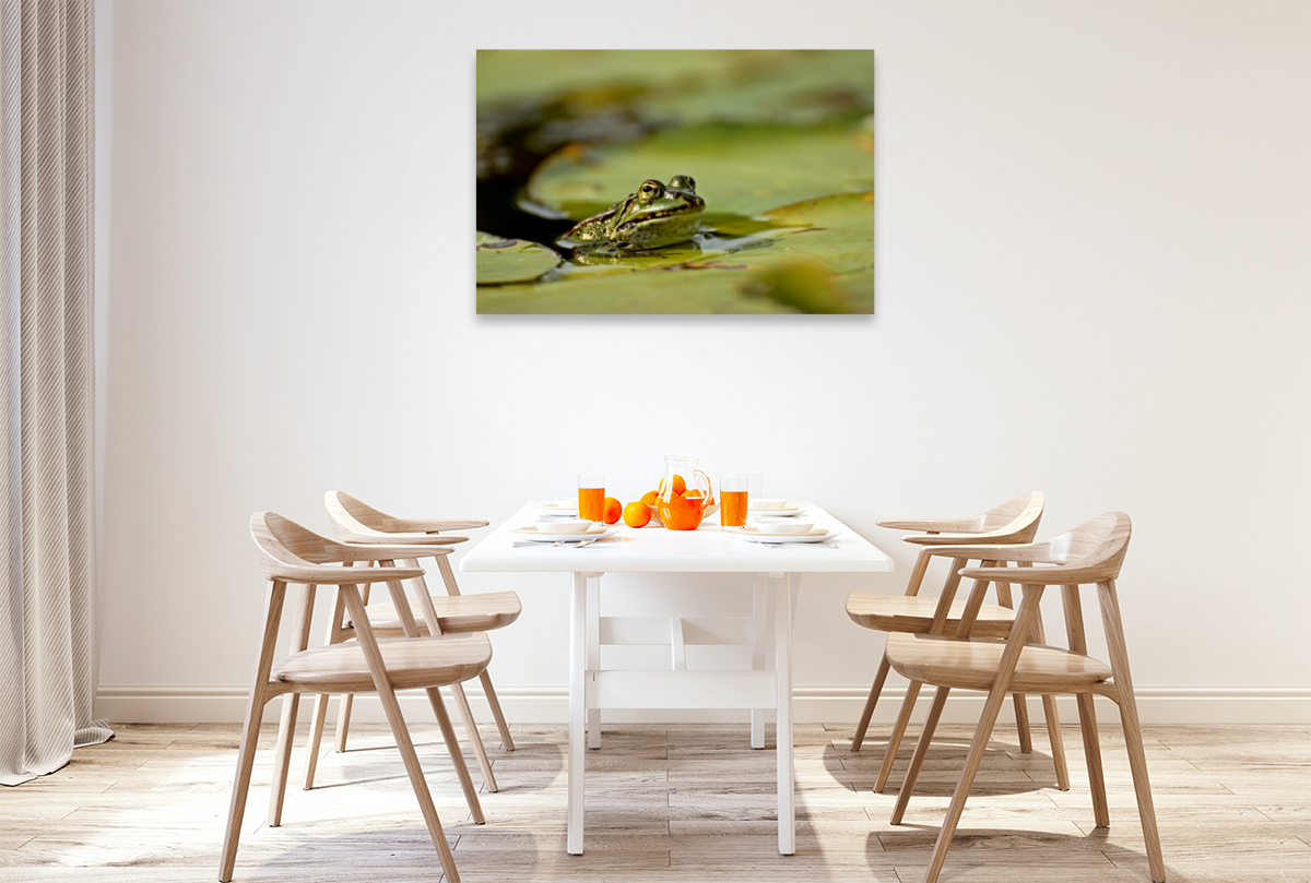 Teichfrosch (Pelophylax esculentus) mit Blattlaus auf der Nase zwischen Seerosenblättern