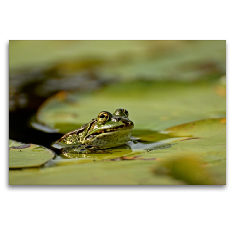 Teichfrosch (Pelophylax esculentus) mit Blattlaus auf der Nase zwischen Seerosenblättern