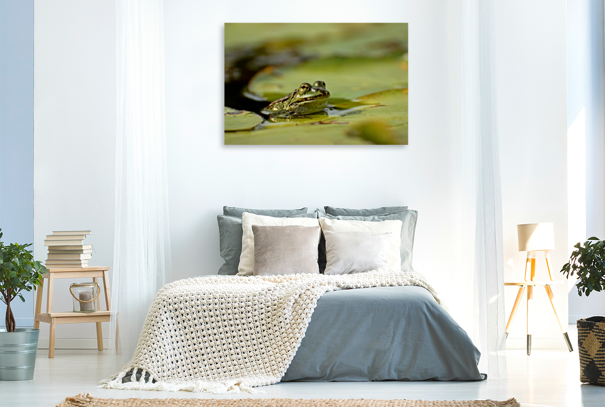 Teichfrosch (Pelophylax esculentus) mit Blattlaus auf der Nase zwischen Seerosenblättern