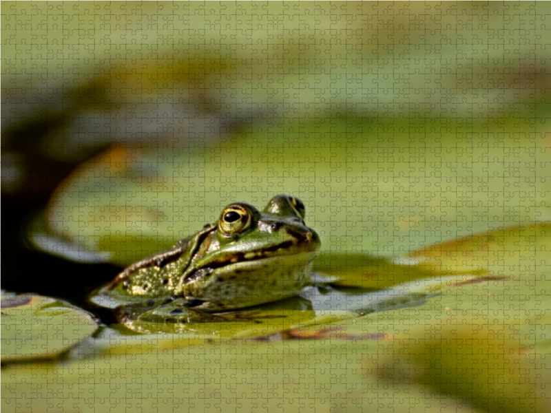 Teichfrosch (Pelophylax esculentus) mit Blattlaus auf der Nase zwischen Seerosenblättern