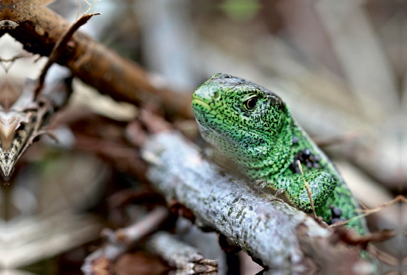 Männliche Zauneidechse (Lacerta agilis)