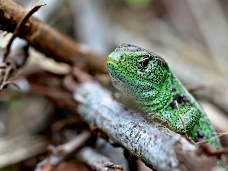 Männliche Zauneidechse (Lacerta agilis)