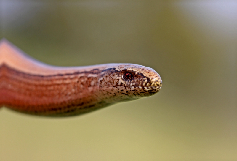 Weibliche Blindschleiche (Anguis fragilis)