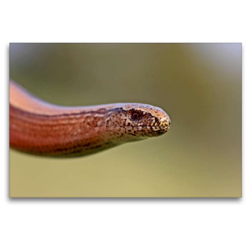 Weibliche Blindschleiche (Anguis fragilis)