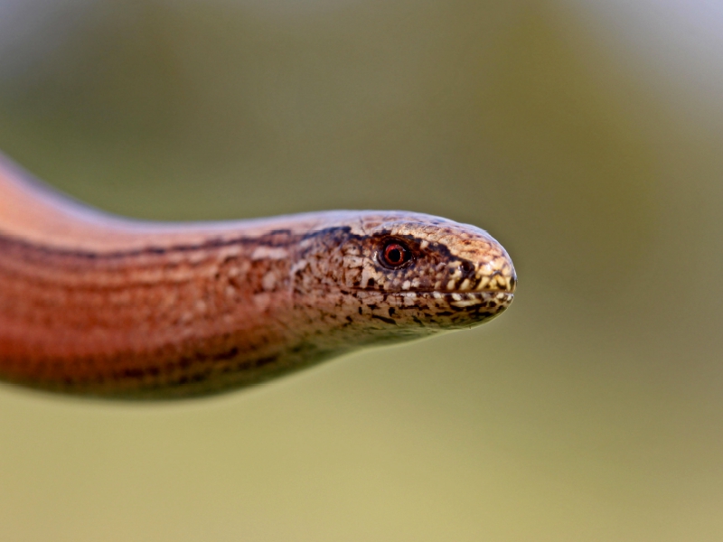 Weibliche Blindschleiche (Anguis fragilis)