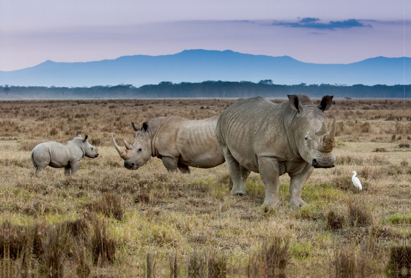 Familie Breitmaulnashorn