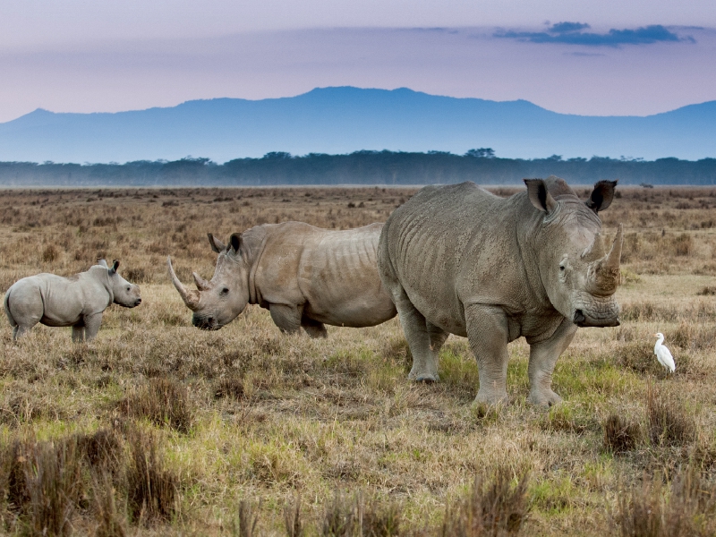 Familie Breitmaulnashorn