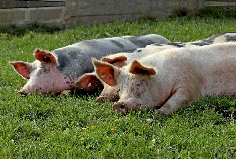 Drei ruhende Weideschweine auf der Wiese