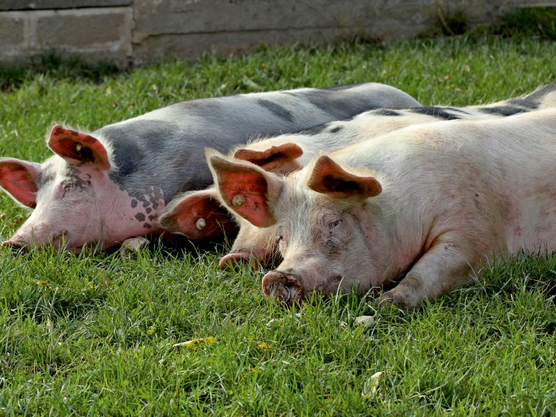 Drei ruhende Weideschweine auf der Wiese