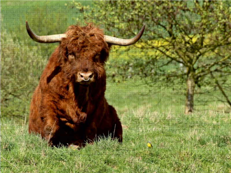 Schottischer Hochlandbulle mit Schafstelze (Motacilla flava)