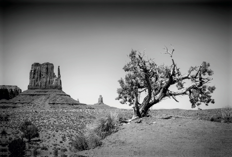 MONUMENT VALLEY West Mitten Butte und Baum