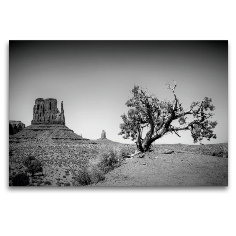 MONUMENT VALLEY West Mitten Butte und Baum