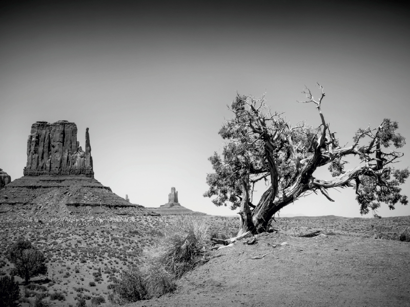 MONUMENT VALLEY West Mitten Butte und Baum