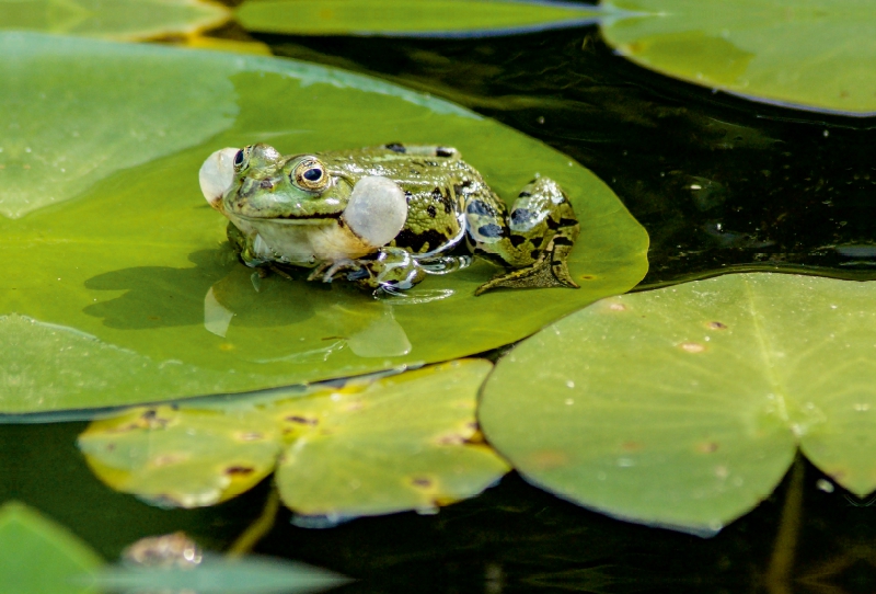 Froschkonzert