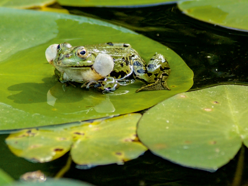 Froschkonzert