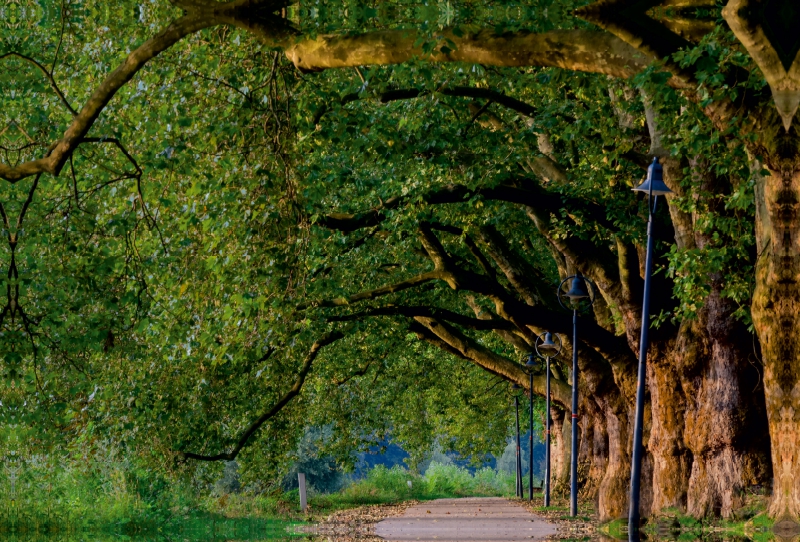 Pappelallee auf der Parkinsel