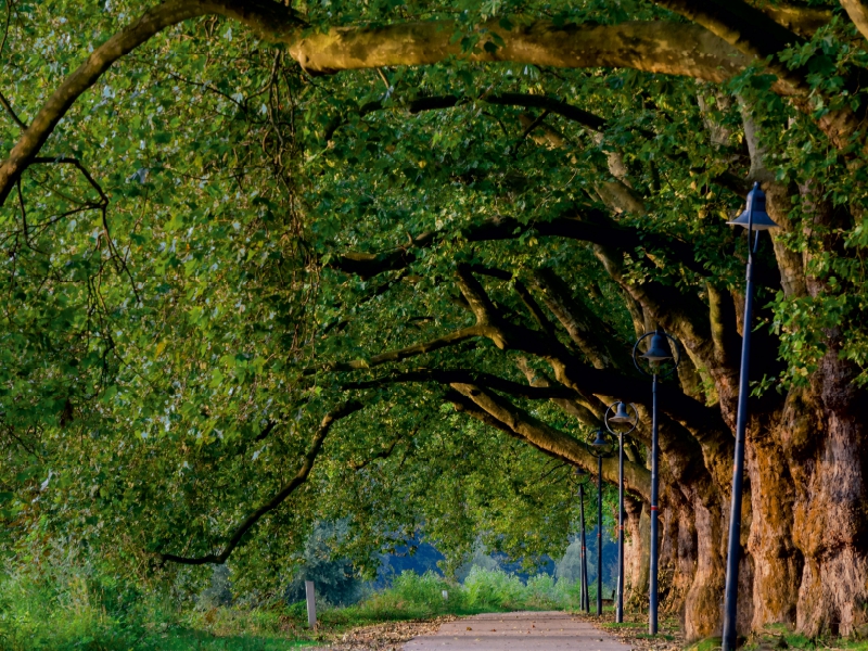 Pappelallee auf der Parkinsel