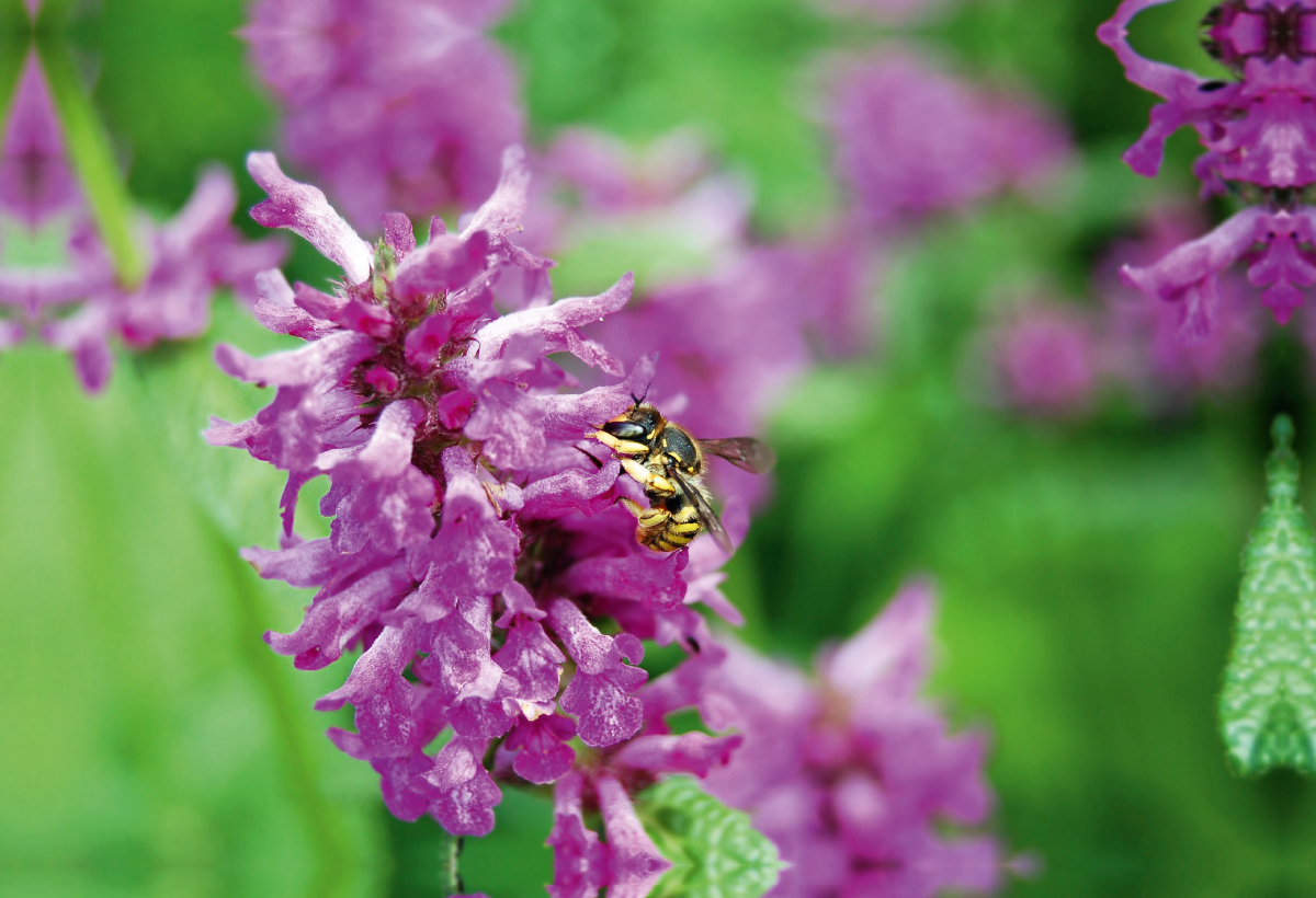 Wildbiene auf Blüte. Wollbiene