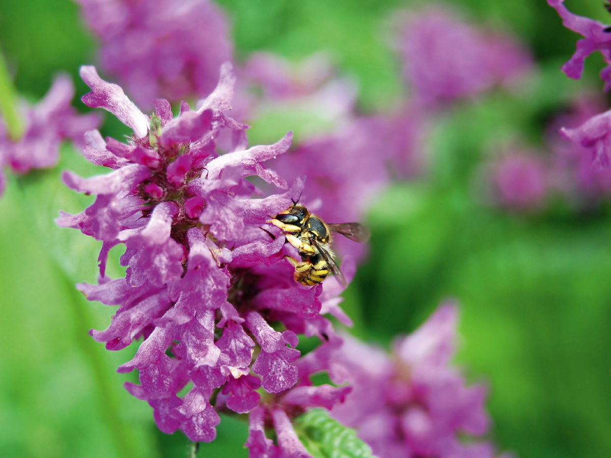 Wildbiene auf Blüte. Wollbiene