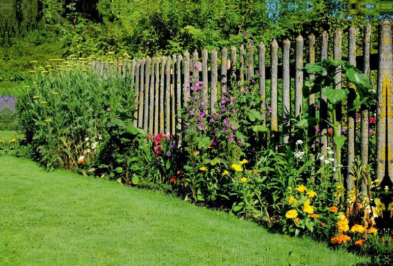 Blumen am Gartenzaun