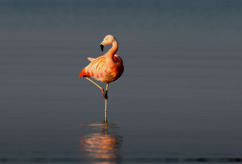 Eleganz in Pink