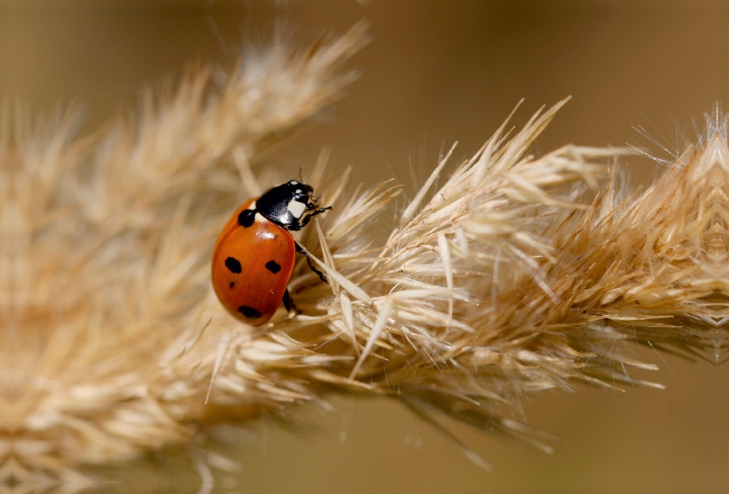 Glückskäfer im Spätsommer