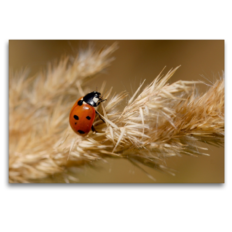 Glückskäfer im Spätsommer