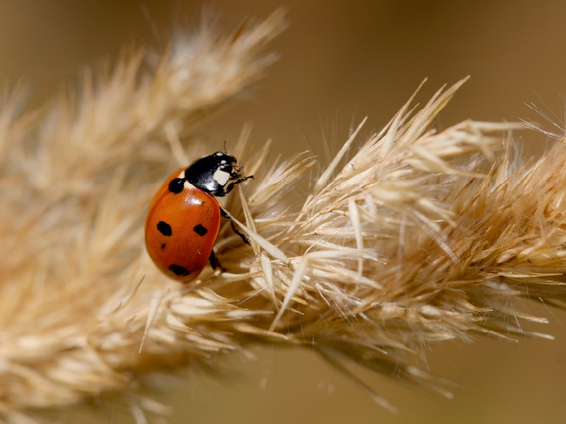 Glückskäfer im Spätsommer