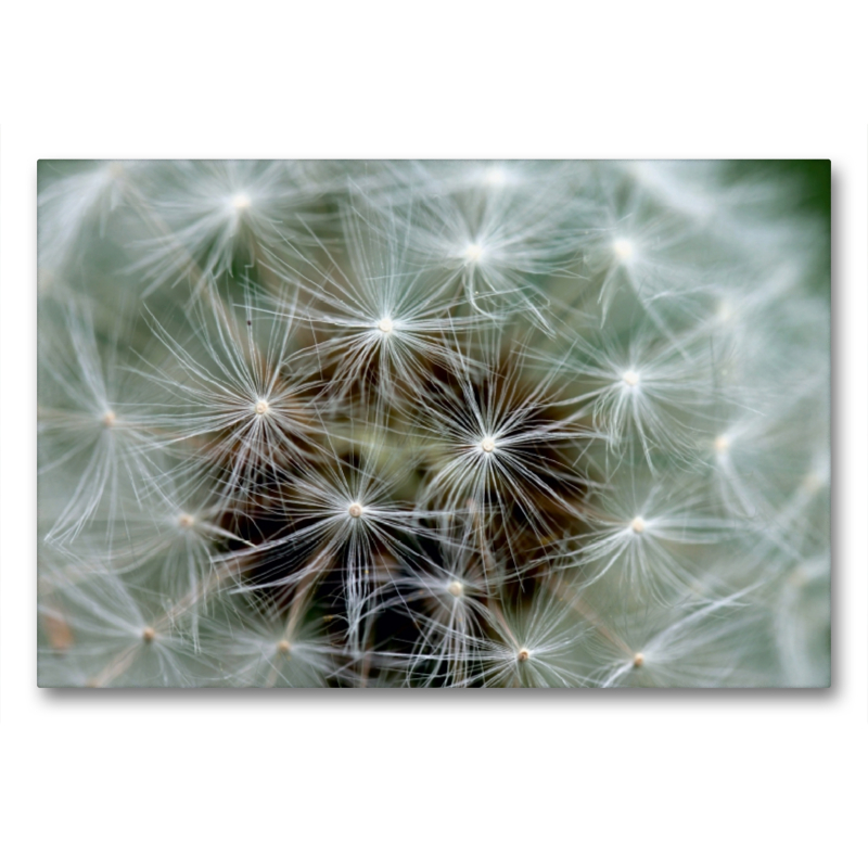 Pusteblume