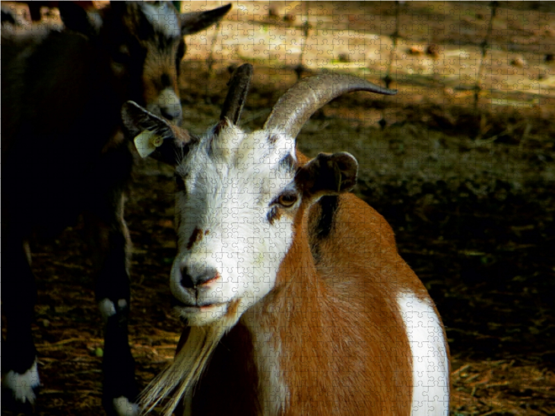 Freche Ziegenböcke