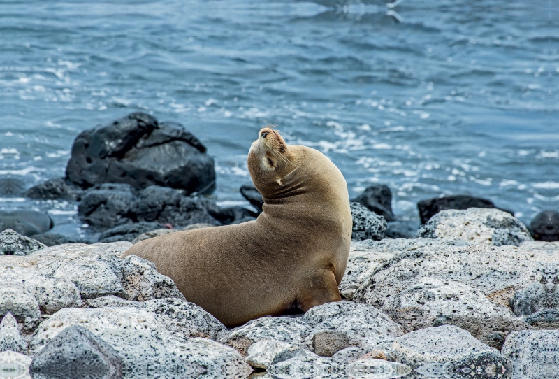 Seelöwe