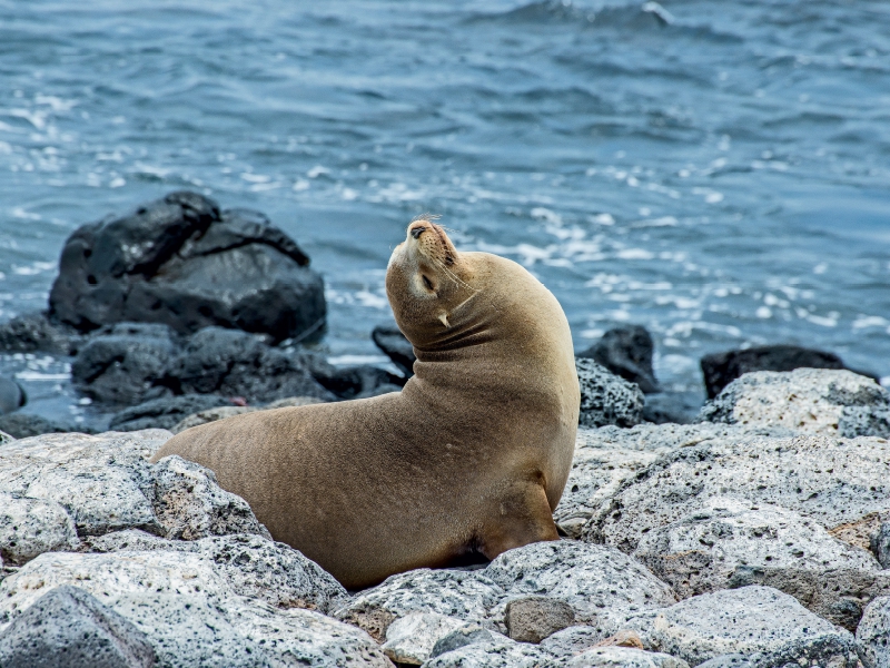 Seelöwe