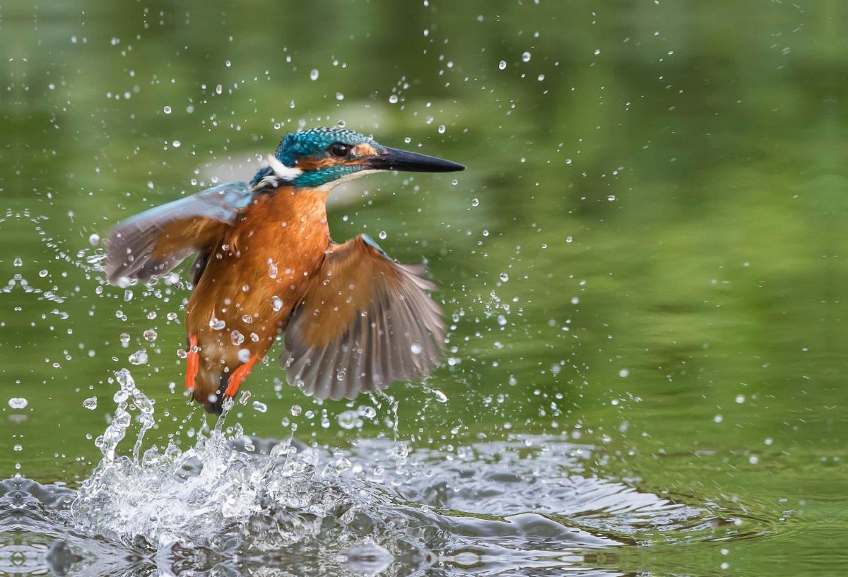 Aus dem Wasser auftauchender Eisvogel