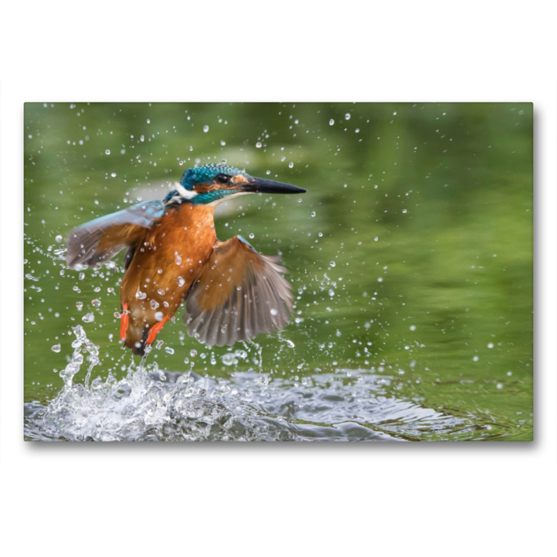 Aus dem Wasser auftauchender Eisvogel