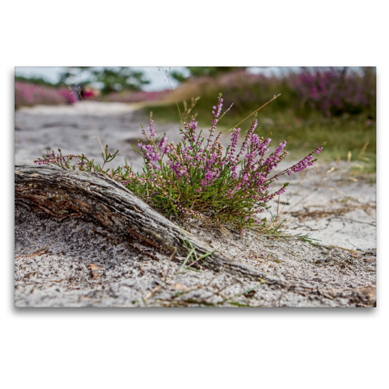 Ein Motiv aus dem Kalender Lüneburger Heide