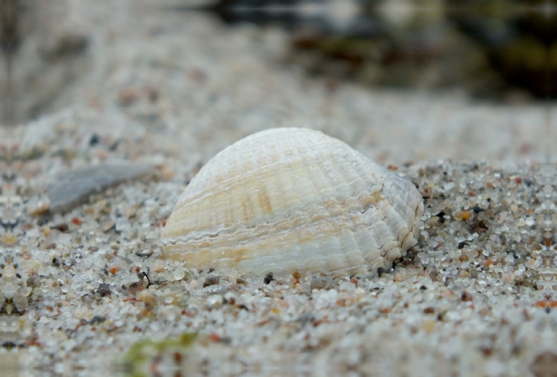 Muschel am Strand