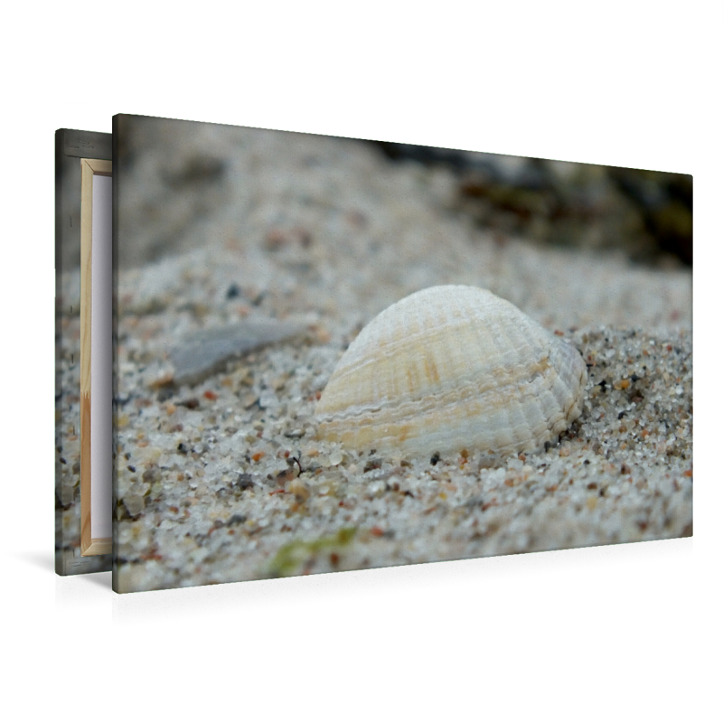 Muschel am Strand