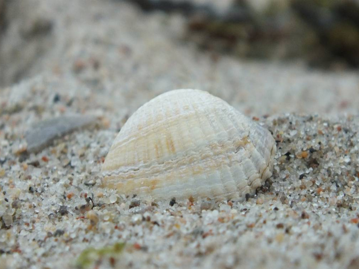 Muschel am Strand