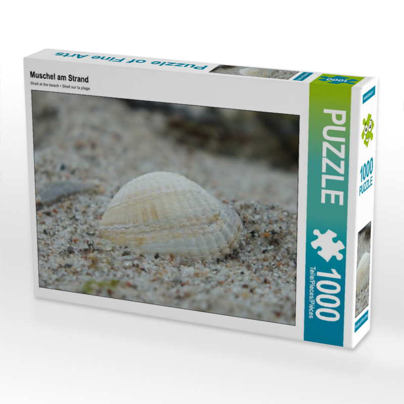 Muschel am Strand