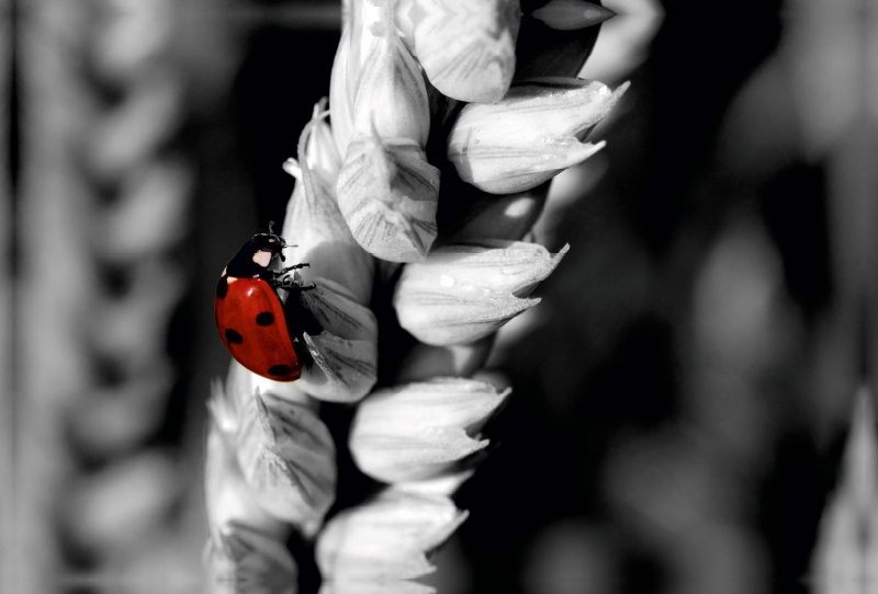 Marienkäfer im Weizenfeld, Colorkey