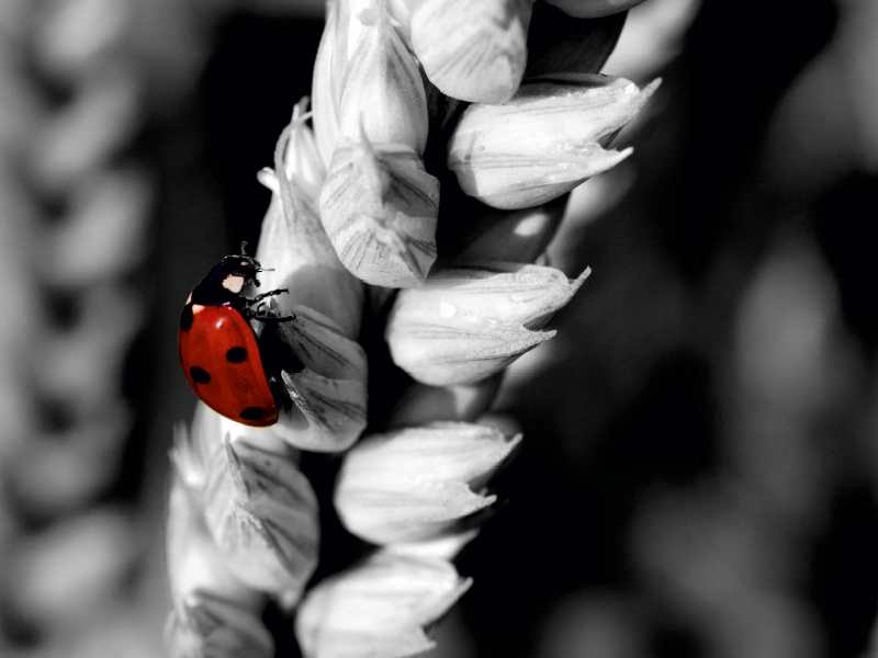 Marienkäfer im Weizenfeld, Colorkey