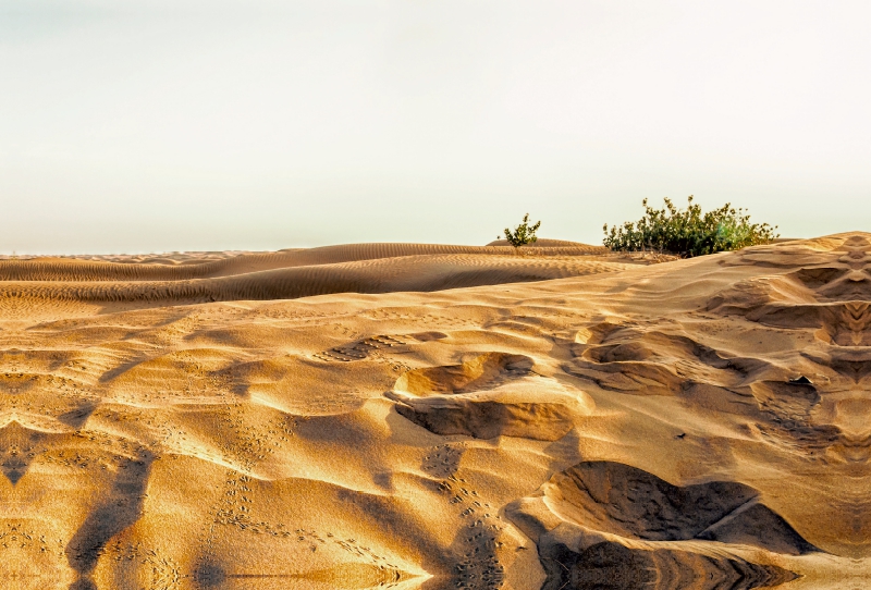 Al Maha Desert