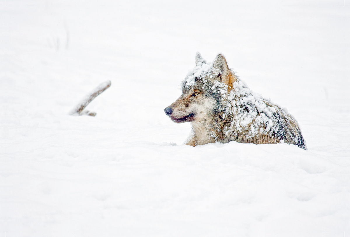 Schneebedeckter Wolf liegt im Schnee