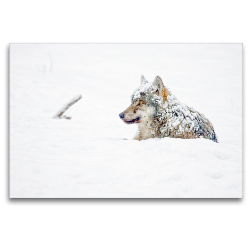 Schneebedeckter Wolf liegt im Schnee