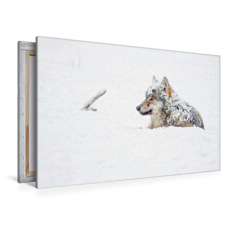 Schneebedeckter Wolf liegt im Schnee