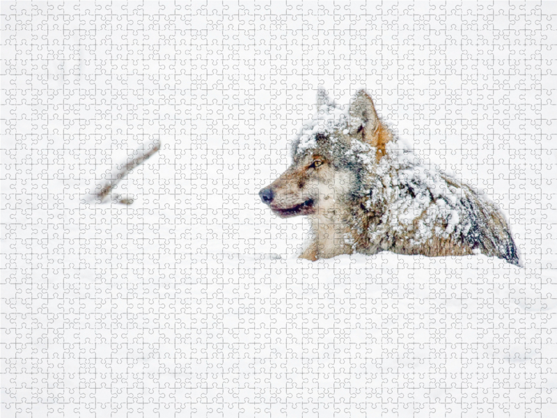 Schneebedeckter Wolf liegt im Schnee