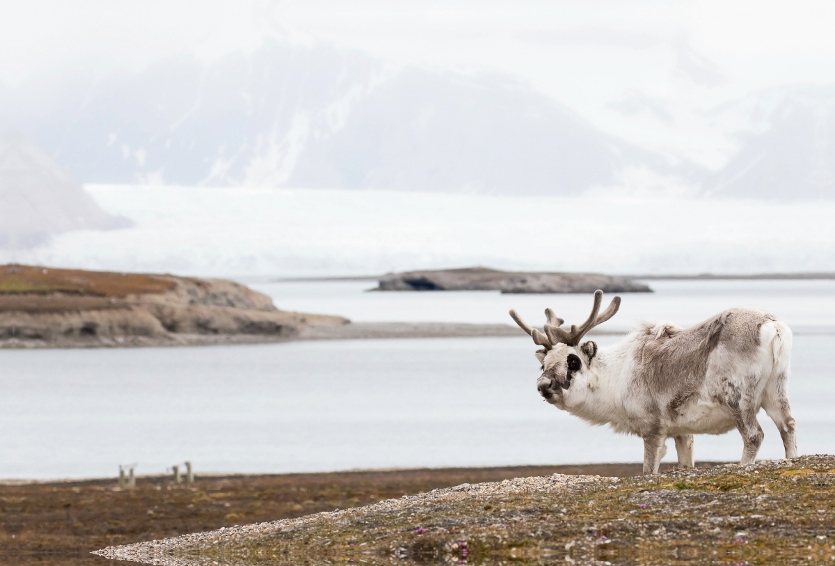 Spitzbergen-Rentier