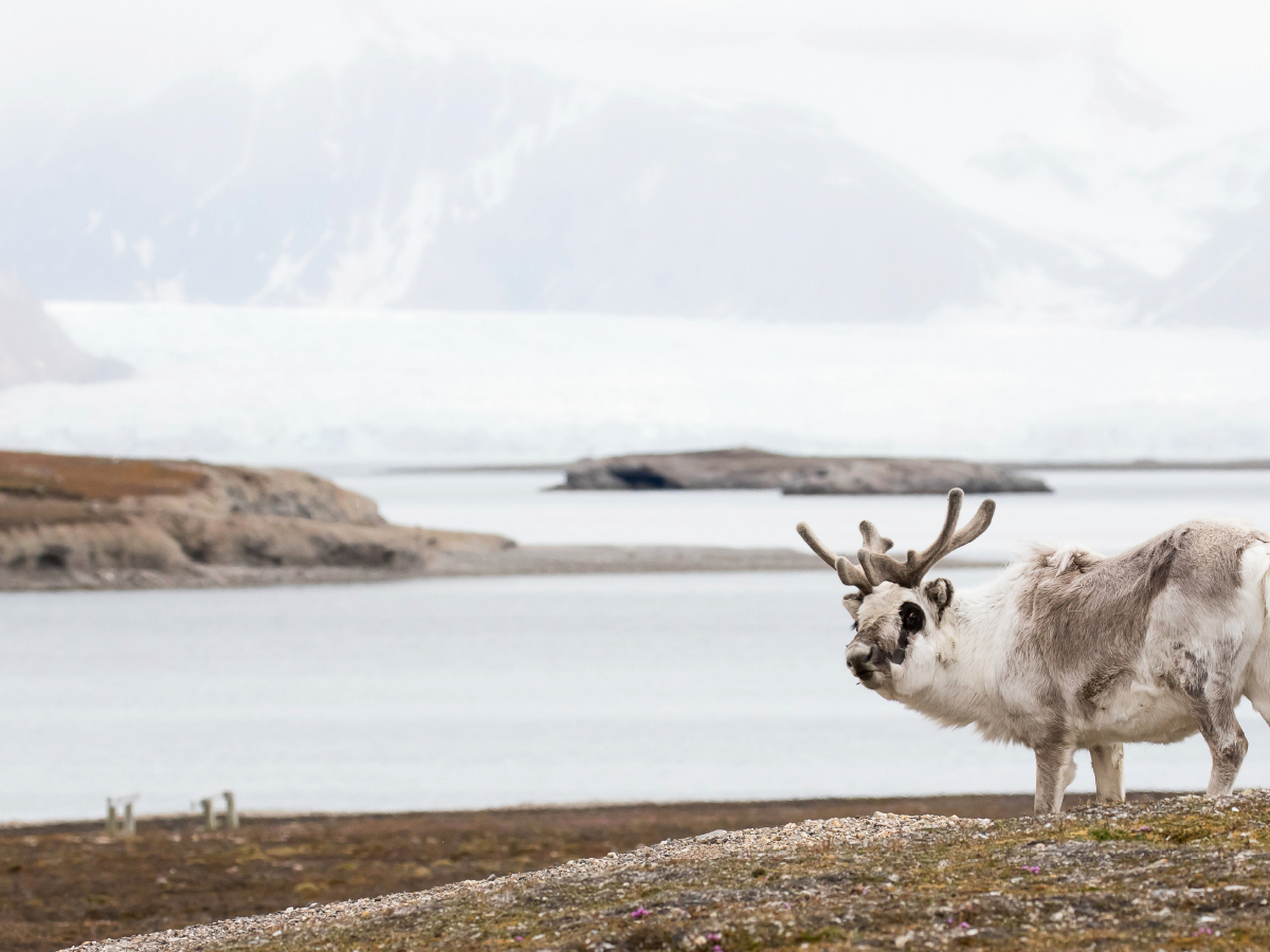 Spitzbergen-Rentier